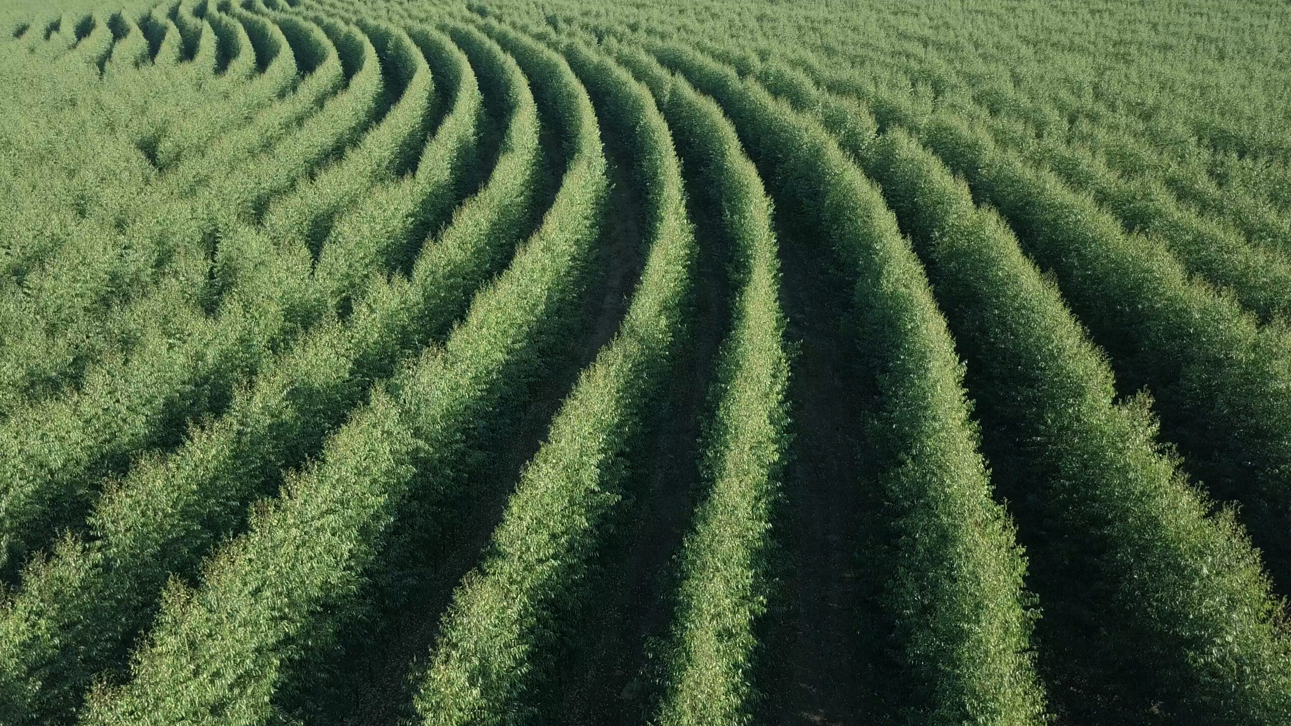 Novo levantamento consolida as florestas cultivadas como a maior cultura agrícola de Minas Gerais