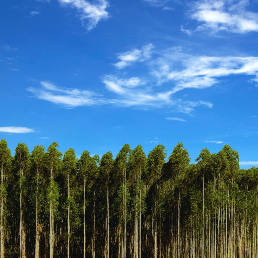 A força da Indústria Florestal Mineira