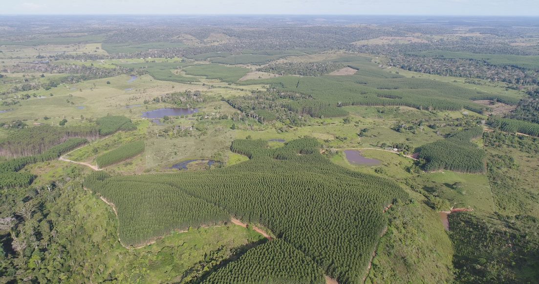 Minas Gerais tem a maior base florestal plantada do país e se consolida como o maior produtor de carvão vegetal do mundo